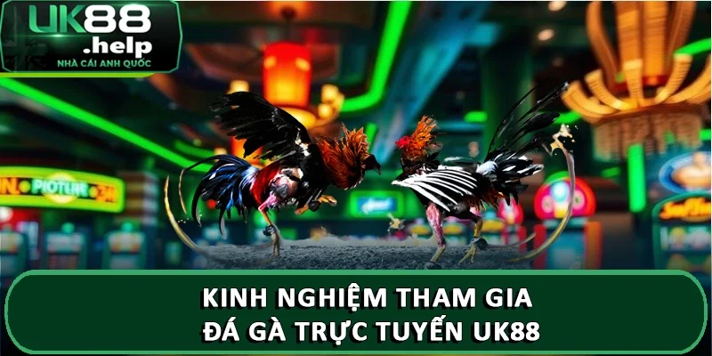 Kinh nghiệm tham gia đá gà trực tuyến UK88