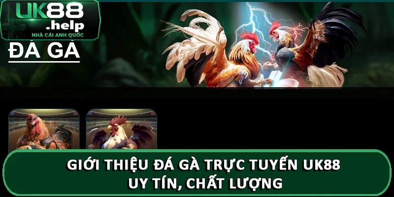 Giới thiệu đá gà trực tuyến UK88 với luật chơi đơn giản