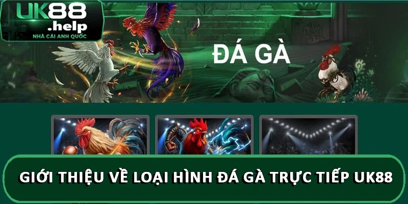 Giới thiệu về loại hình đá gà trực tiếp UK88