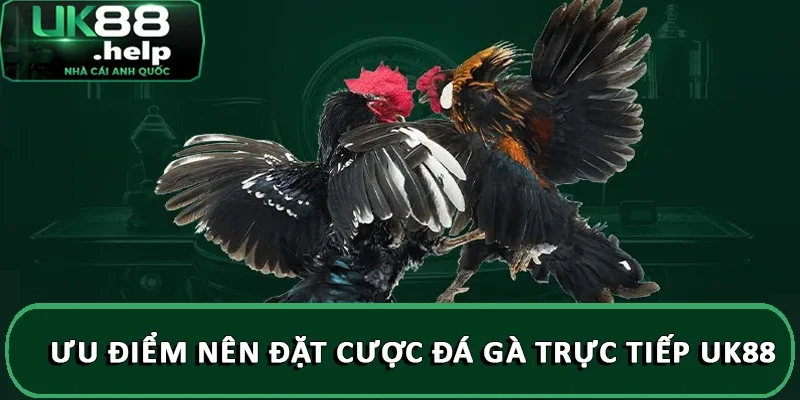 Ưu điểm nên đặt cược đá gà trực tiếp UK88