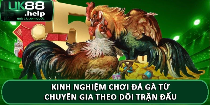 Kinh nghiệm chơi đá gà từ chuyên gia theo dõi trận đấu 