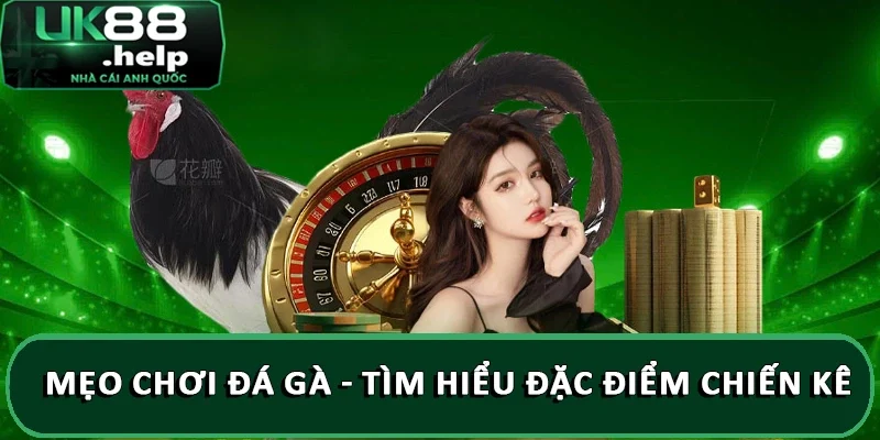 Mẹo chơi đá gà - Tìm hiểu đặc điểm chiến kê