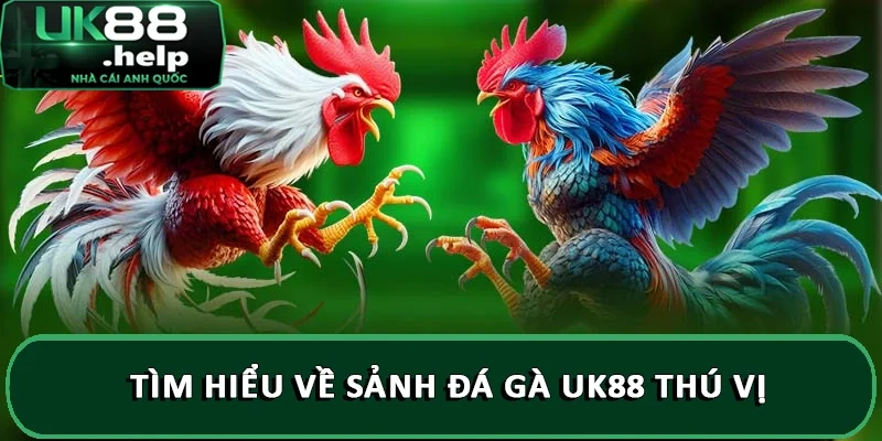Tìm hiểu về sảnh đá gà UK88 thú vị