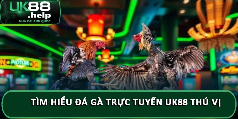 Tìm hiểu đá gà trực tuyến UK88 thú vị